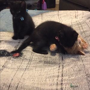 Meet your Posher, Gail